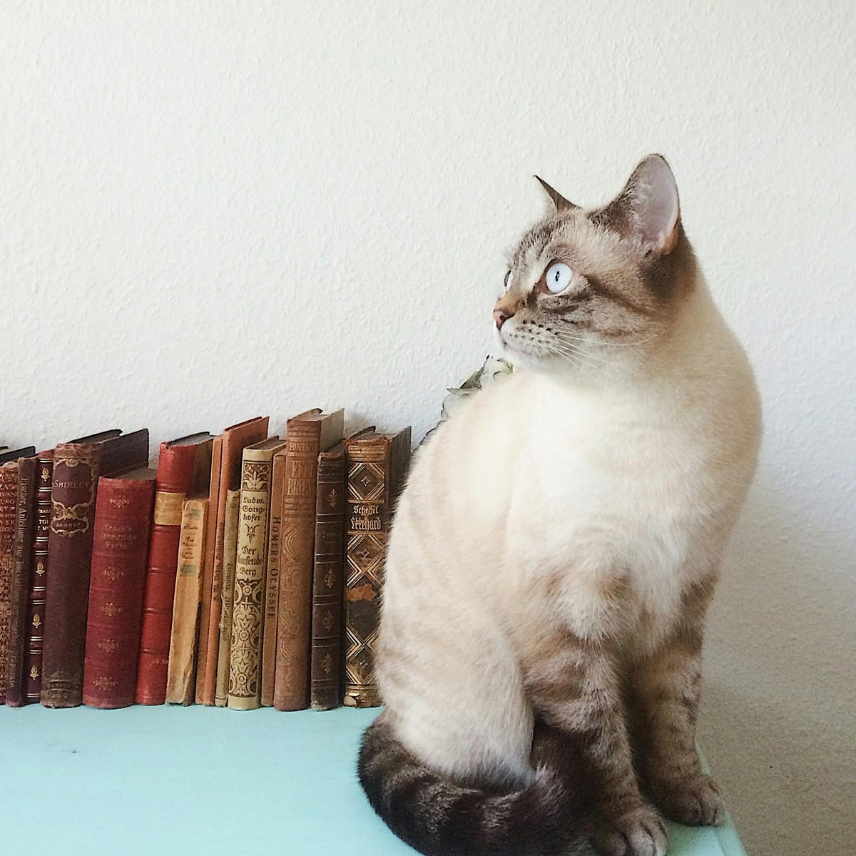 Piolo Pascual avatar